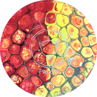 Bursprak Farver Neutron Proxy