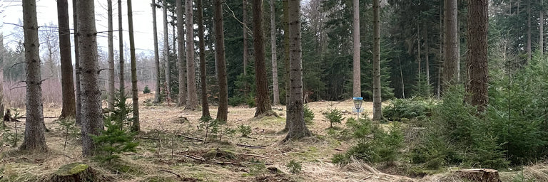 En gran skov med en enkelt blå disc golf kurv blandt de høje træer